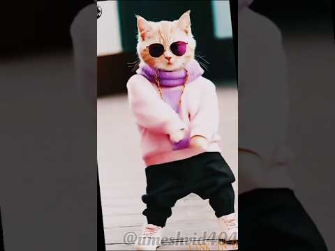 Cat Dance Funny Dance ❤️🥺#funny #shortvideo #shortsfeed #youtubeshorts #youtuber