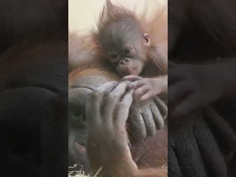 Newborn orangutan playing with mother