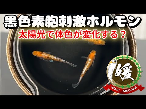 メダカは紫外線で黒くなる？脳下垂体のOpn5mが黒色素胞刺激ホルモン（MSH)を分泌【媛めだか】