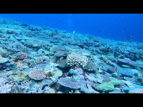 A 30-second dive into the coral wonders of the South China Sea