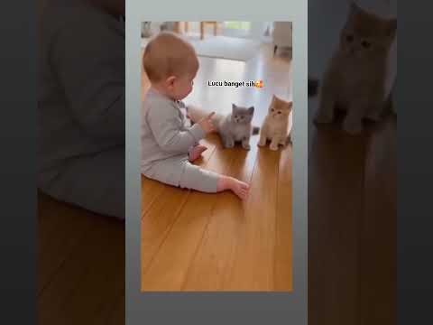 kata kucing:asal kau bahagia