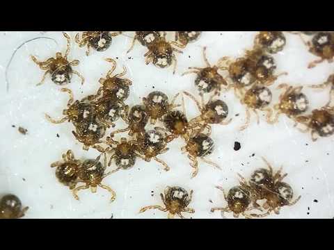 随着鹿群增加，楠塔基特岛蜱传疾病病例上升