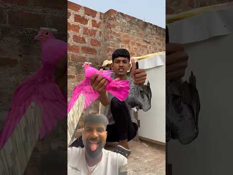 Kabutar ko pakada #pigeon #new#kite #viralshort #music #kabootar #shortvideo #trending #viral
