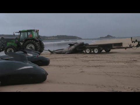 En una remota playa de Tasmania devuelven al mar los cerca de 200 cadáveres de ballenas varadas