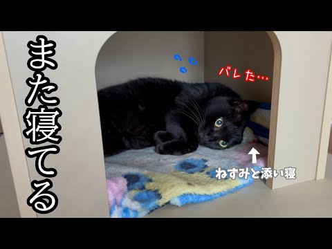寝ることが大好きなうちの黒猫が可愛すぎました