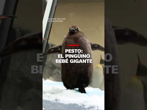 Conoce a Pesto, el pingüino bebé que ya es más grande que sus padres