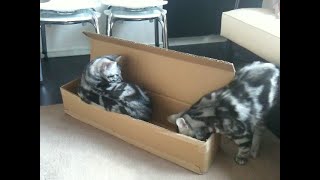 【猫動画】うにちゃんはトロにゃんの箱に入りたい