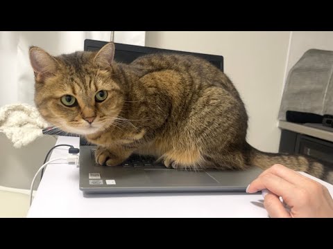 猫の動画サムネイル - わざとパソコンの上で休憩して仕事に多大なる影響を与える猫