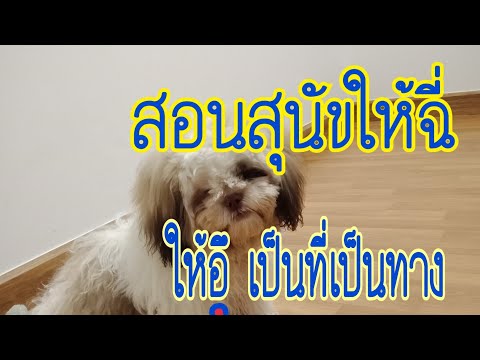สอนสุนัขให้ฉี่-ให้ขี้ใส่ถาด-ง่ สอนสุนัขให้ฉี่-ให้ขี้ใส่ถาด-ง่