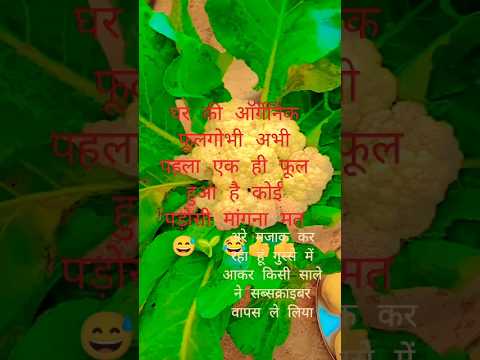 🚩🚩👍👍😂😅🙏🙏🤟🤟#shorts #rajasthannews #dasivloger #villagelife #motivation