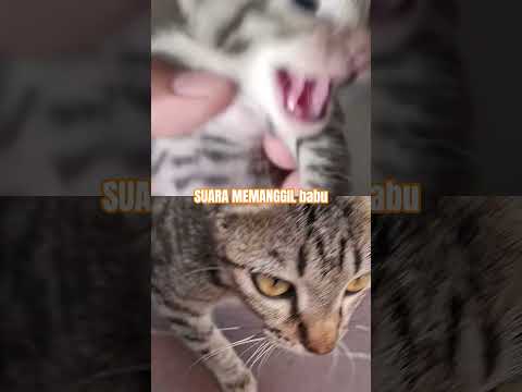#kucing #kucinglucu #kucingnakal