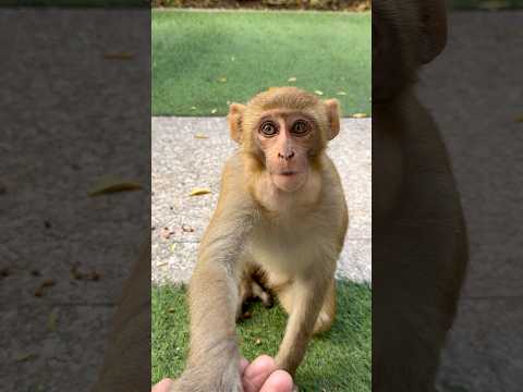 प्राणियों की सेवा ईश्वर सेवा। #shortsfeed #short