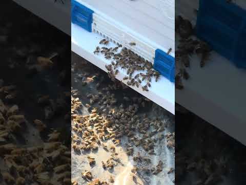 July 4 Honeybee Swarm at the Beeyard