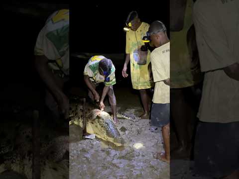 BERBURU BUAYA MALAM HARI #papua  #berburu  #crocodiles  #hunting  #buaya  #hunter  #petualangan