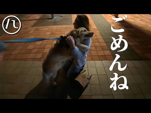 生後3ヶ月で離れてしまった愛犬との半年ぶりの再會に涙が溢れました…【北海道】【大型犬パピー】【ゴールデンレトリバー】
