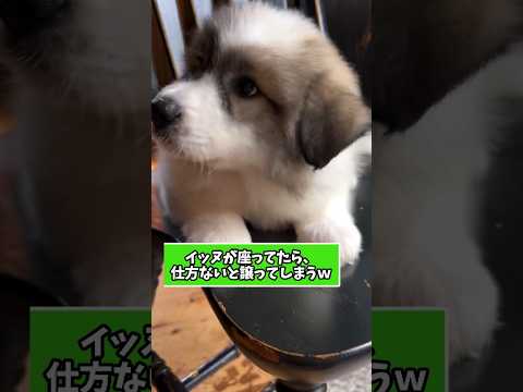仕事で疲れた皆に贈る笑いと癒しのピレニーズパピー5選ww　#グレートピレニーズ #子犬 #笑える #癒し #子犬のいる生活 #元気になる動画 サムネイル