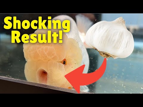 Feeding RAW GARLIC to GOLDFISH My stomach hurts a little so def don't do this on an empty stomach, but it's very good for you other