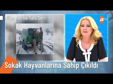 İstanbul Emniyeti sokak hayvanlarına sahip çıktı - @Müge Anlı ile Tatlı Sert 24 Ocak 2022