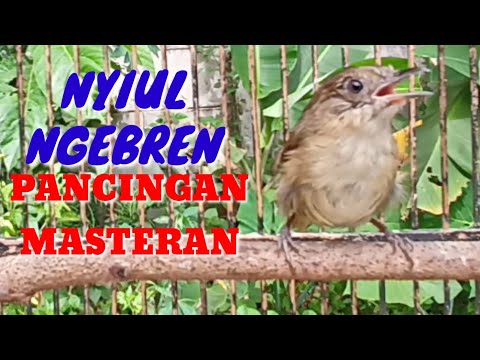 Flamboyan Gacor ngebren Nyuling nyiul Muzarab buat Pancingan dan masteran|| Wergan Jawa
