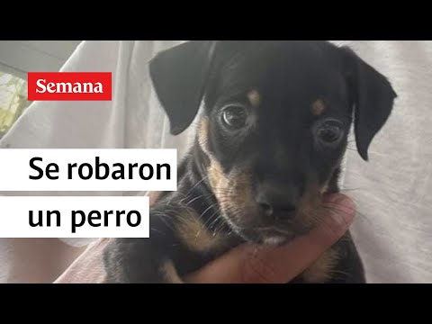Se robaron un perro en el norte de Barranquilla | Videos Semana