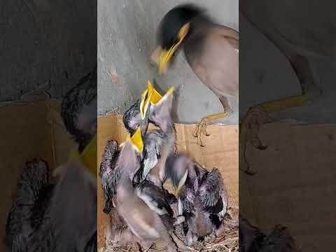 Sweet Moments with Myna Bird Babies (p 18) #shorts