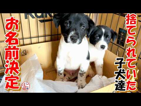 【捨て犬 子犬】捨てられていた子犬達のお名前決定!+おまけコーナー
