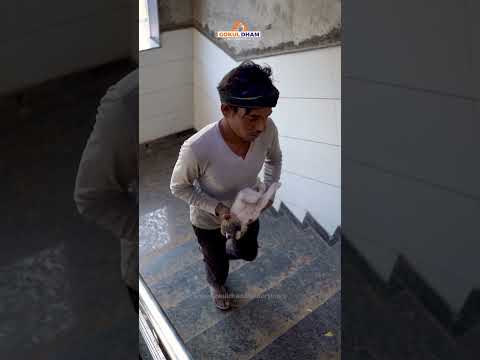 Innocent Sick Dog Child | Crying in Pain | Treatment #dog #rescue #animals #fyp #shorts #filter