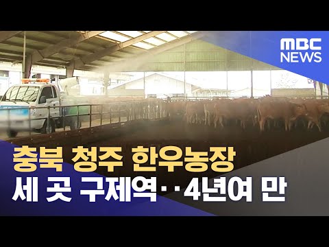 충북 청주 한우농장 세 곳 구제역‥4년여 만 (2023.05.11/930MBC뉴스)