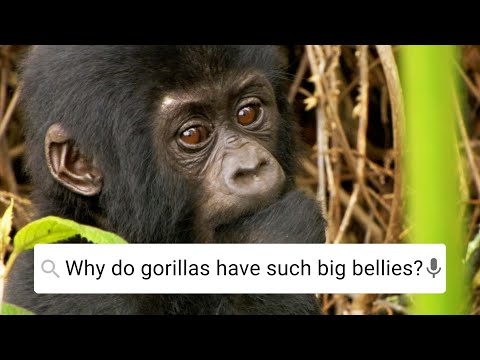 Why Do Gorillas Have Such Big Bellies? | Weird Animal Searches | BBC Earth