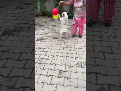 Today the clever dog became an angry boxer 🐕🥊👍 #short #enjoy