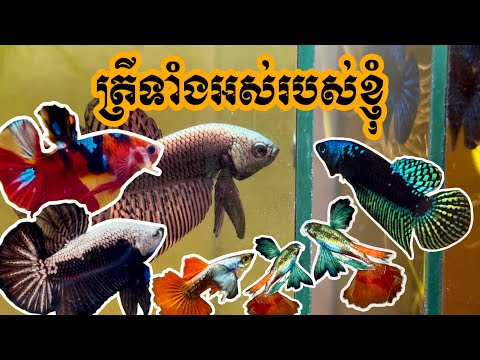 ត្រីទាំងអស់របស់ខ្ញុំ | All the fish I own #bettafish #guppy #mollyfish