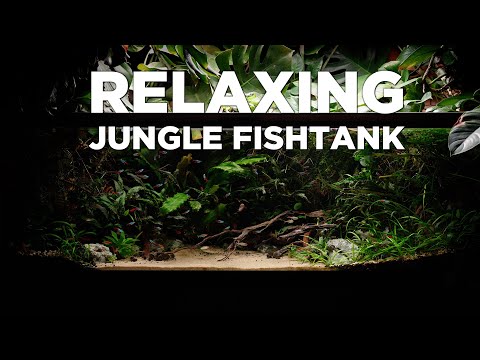 2 Hours of Relaxation Aquarium video with Calm Rel I've created a relaxation video for you with wonderful aquarium scenes and fantastic soothing music 