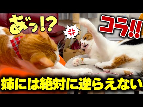 猫の世界でも弟は絶対にお姉ちゃんには勝てないみたいです。