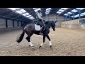 Dressage horse Talentvolle, brave 4-jarige merrie