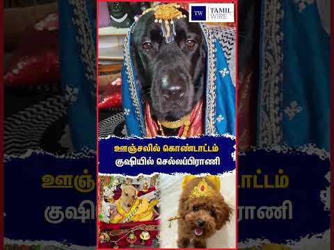 ஊஞ்சலில் கொண்டாட்டம் குஷியில் செல்லப்பிராணி #Krishna #Lordkrishna #krishnajanmashtami #Dog #<strong>Pets</strong>