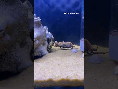 Mantis Shrimp Knocks Out Crabs #mantisshrimp