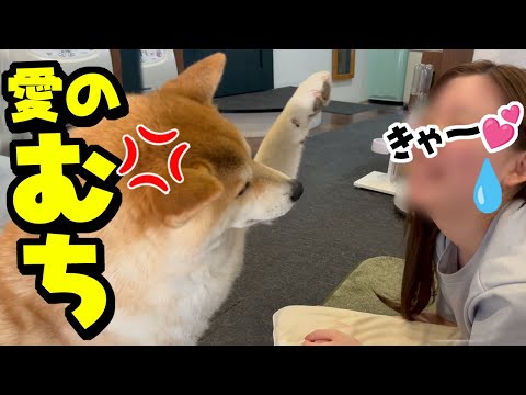犬の動画サムネイル - 意地悪な娘に世界一の愛のビンタを喰らわすブチギレ柴犬