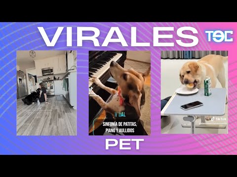 VIRALES PET: Un perro salva a su dueña de desmayarse, Otro listo para el GRAMMY, entre otros.