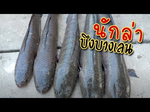 ปลาช่อนบึงบางเลนมีแต่ใหญ่ๆ|