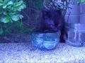 black kitty #001