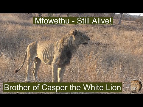 Mfowethu Shishangaan – Still Alive Against All Odds | Last Brother of Casper the White Lion