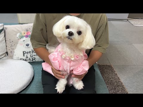 【祝7歳】シニアになってますます可愛くなったマルチーズの超めでたい日【マルチーズ】