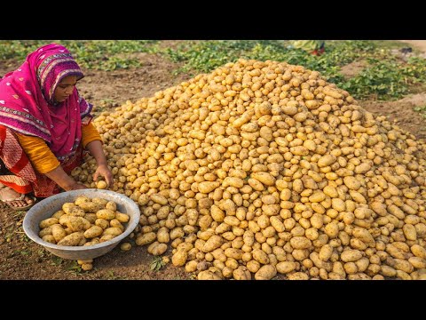 ঐতিহ্যবাহী টাকি মাছ / শাটি মাছ দিয়ে নতুন আলু ঘাঁটি Amazing Tasty FAMOUS Bogurar Mach Alu Ghati Curry