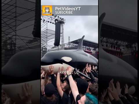 KILLER WHALE Crowd Surfs During CONCERT 🐳😱