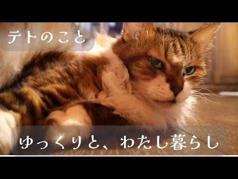【ご報告です】猫のテトが虹の橋を渡りました。