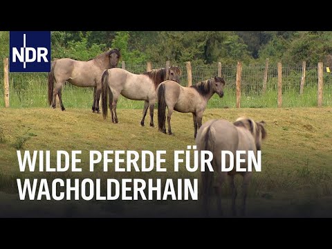 Wilde Pferde und Wacholder | Die Nordreportage | NDR Doku