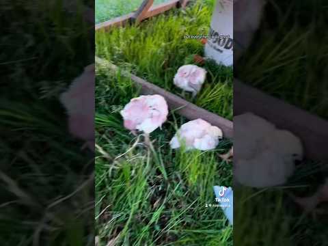 Homestead Chicken Disaster 🫠🤦🏻‍♀️🐣part 2 #GodIsGood #homestead #homesteading #chickentractor