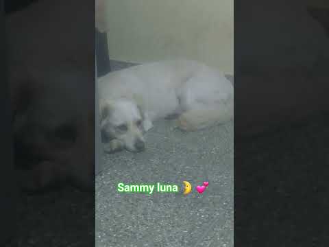 #petsrule #dogmom #petsempire #pitbull #petsunited