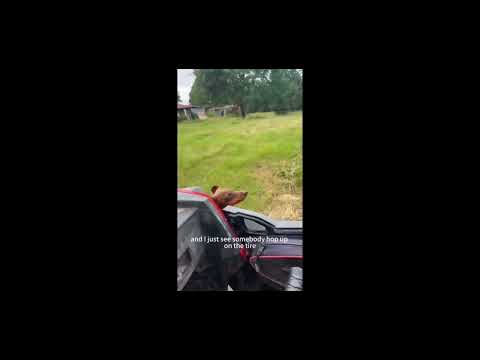 These dogs will crack you up!!! 