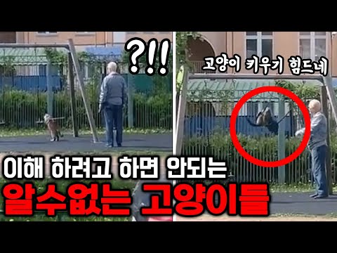 머리로 이해하려고 하면 안되는 알수없는 고양이들, <strong>짤모음</strong>